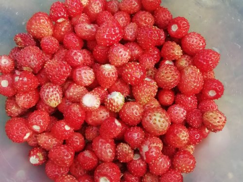 Полевая барыня