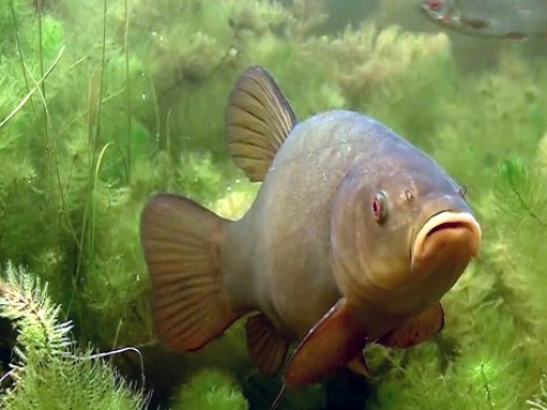 Данькин линь