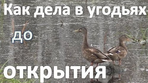 Что твориться в угодьях за неделю до открытия охоты