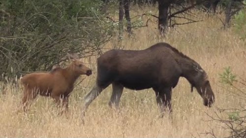 ЛОСИХА С ЛОСЕНКОМ осторожно переходят луг. Moose with calf