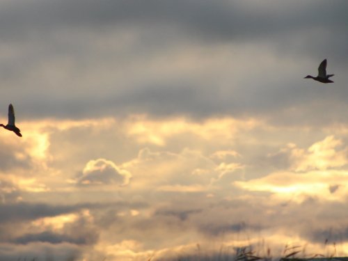 Ожидание рассвета