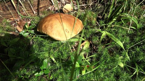 Грибы 2020. Сбор грибов в августе. Грибы разных видов в лесу. Первый выход грибов.