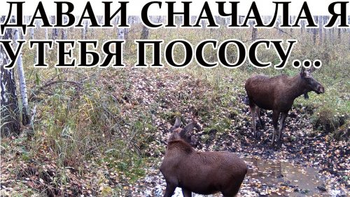 Давай сначала я у тебя пососу...