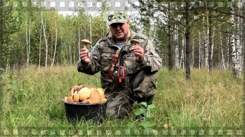 О том как Сибирские мужики грибы собирают которых у них хоть литовкой коси.
