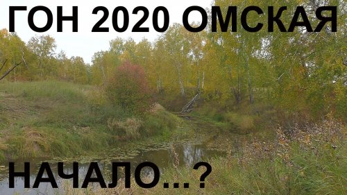 Гон лосей 2020  Омская область