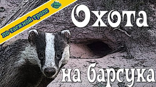 Охота на барсука | Кто живет в норе барсука | Куда пропал барсук