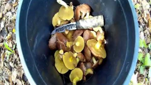 Тихая охота / Picking mushrooms and rose hilps