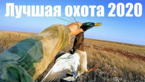 33 крякаша за 33минуты ЁКЛМН или охота 2020 на пшенице с Сибирскими махокрылами на вечерней зорьке