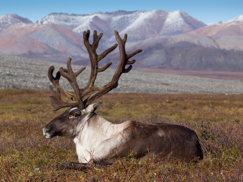 Когда открывается сезон охоты на лося и северного оленя в Томской области?