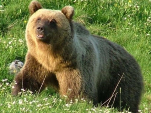 Бруно - последний из Могикан