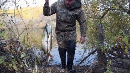 ЩУКА НА ЖИВЦА! Рыбалка на реке Карасук!