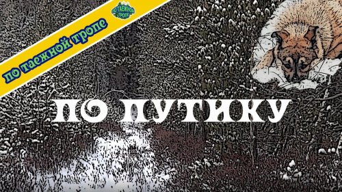 Ходовая охота Чистка путика натаска лайки по пушнине
