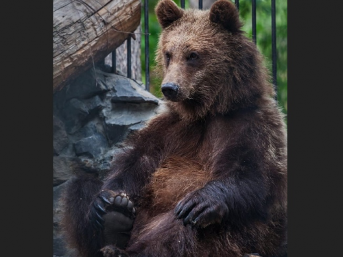 Следы волков и медведей испугали садоводов на границе с Новосибирском