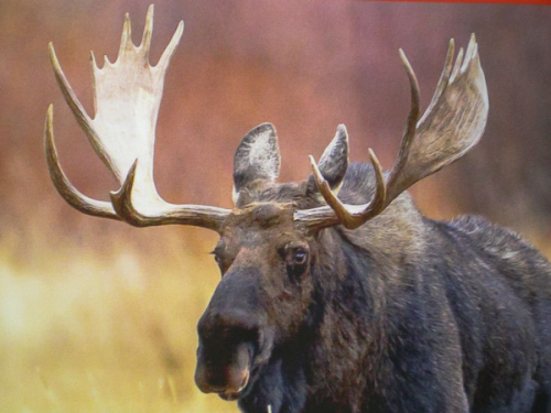 Неожиданный запрет охоты на лося вызвал резонанс среди охотников всей Новосибирской области