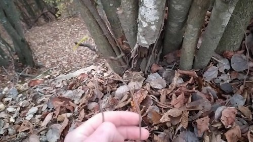 Петля на барсучьей тропе.