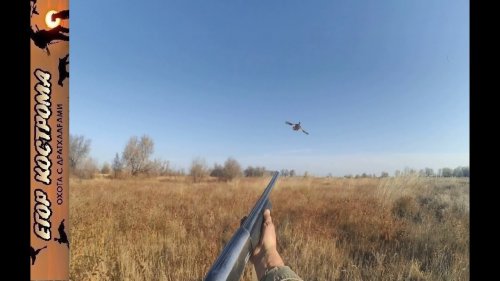 Охота на фазана при ветре.28 октября 2020г.