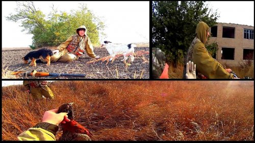 Охота на фазана с Тунгусом 2020 тоз 34 и иж 27 ЕМ