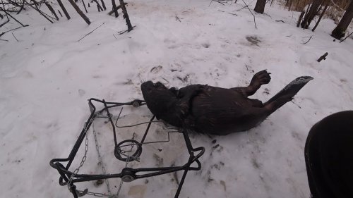 Охота на бобра. Проверка капканов.