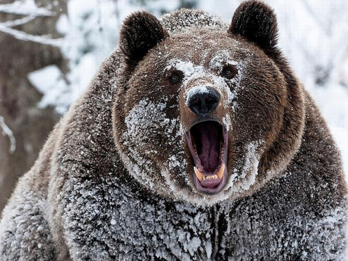 В Тобольском районе объявили охоту на медведя-шатуна