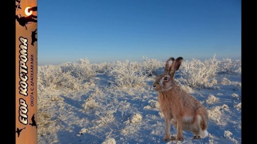 Охота на зайца в степи. Мороз и солнце.