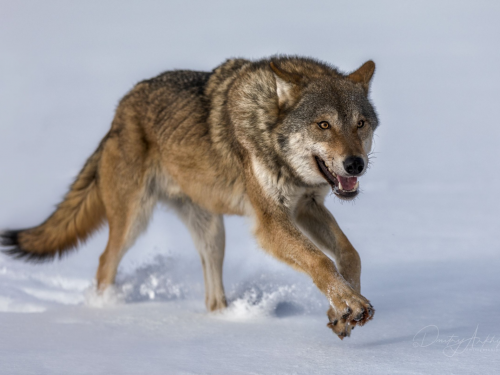 13 волков добыли в Кош-Агачском районе в новогодние праздники