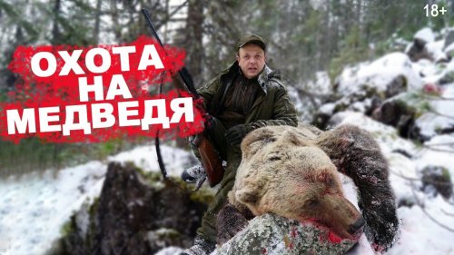 Атака двух медведей.  Охота на медведя с  лайками 2020