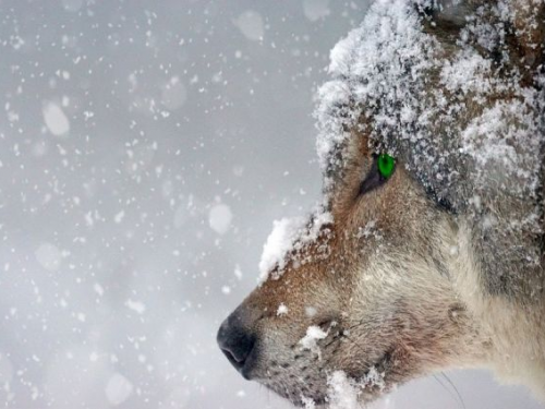 В Алтайском крае организуют отстрел волков из-за выхода хищников к городам