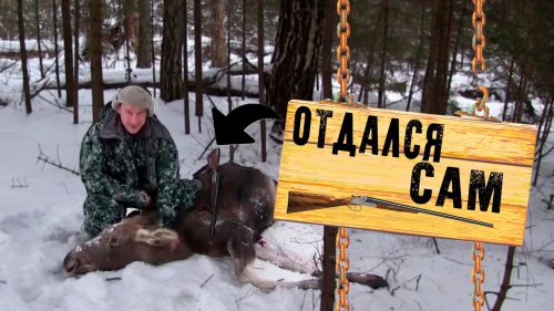Загонная охота на лося |