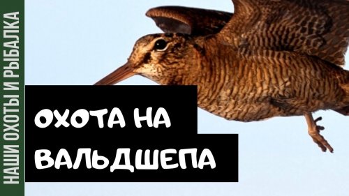 ВЕСЕНЬНЯЯ ОХОТА НА ВАЛЬДШНЕПА.
