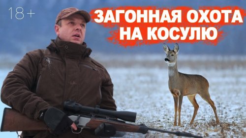 Загонная охота на КОСУЛЮ / 2000 косуль в хозяйстве