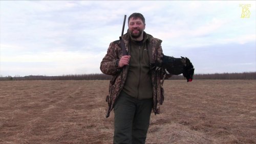 Охота на тетерева на току! / Hunting for grouse on a Lek!