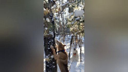 Охота на куницу с лайками