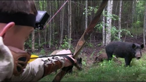 Где предел охоты с луком? / Where is the limit of hunting with longbow?