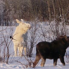 Альбинос