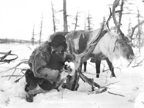 Промысловики или откровения старого оленевода.