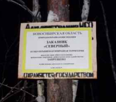 Соболиную охоту на тягаче устроил пенсионер из Новосибирской области