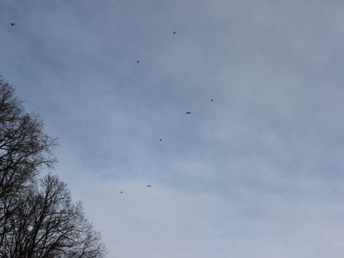 Сказочная тайга 3.