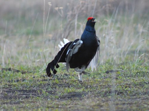 Сонм благоуханья