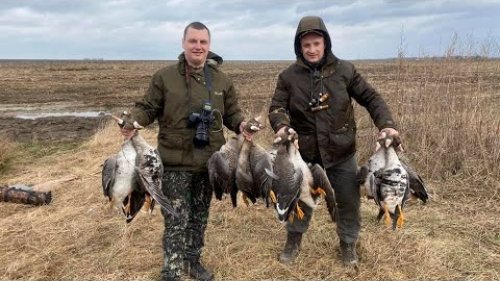 Охота в Беларуси на пролетного гуся. Часть 1
