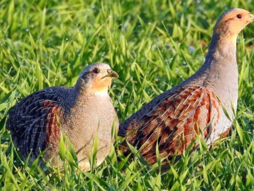 Серая куропатка.
