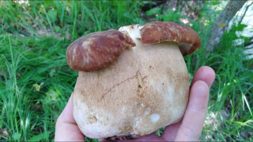 Белые грибы пошли Много белых грибов