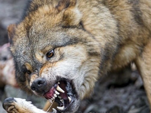 Власти Кузбасса разрешили охотникам отстреливать нападающих на скот волков