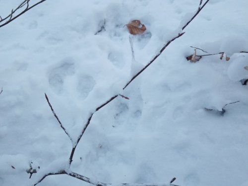 Везенье или умение.