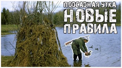 Охота с подсаднои?  Новые правила охоты