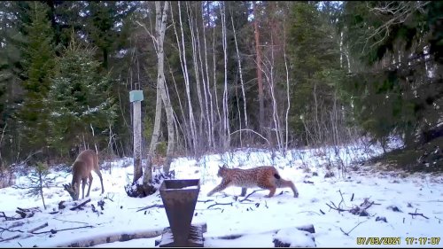 Успешная охота рыси на европейскую косули. Момент нападения.