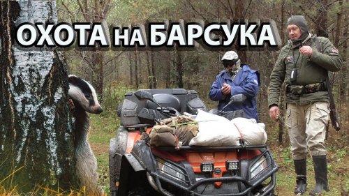 Как добыть барсука.Охота капканами