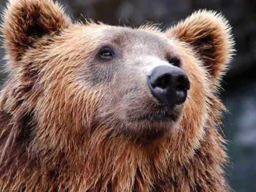 Кузбасские власти анонсировали выдачу лицензий на добычу медведей