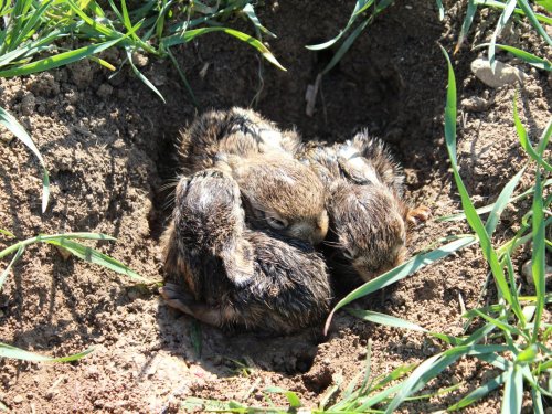 Ох уж эта весна!