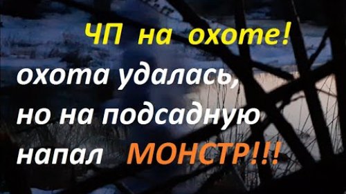 Весенняя охота с подсадной  приняла неожиданный поворот