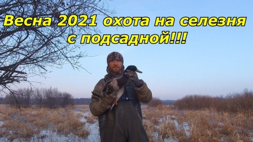 Весна 2021 охота на селезня с подсадной